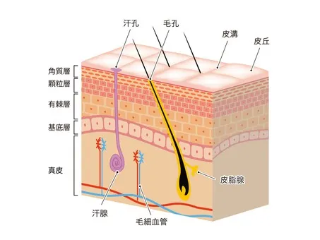 繰り返す肌トラブルは「肌質」ではなく○○が原因